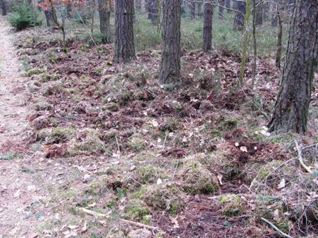 ...und Wildschweinschaden