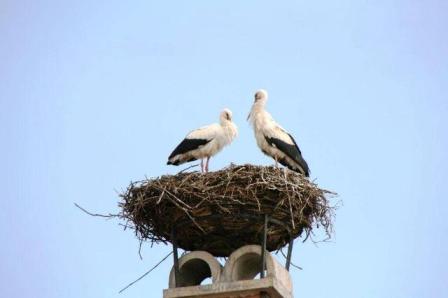 Blick zum Storchennest