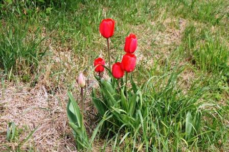 Schöne wildwachsende Tulpen...