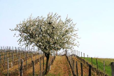 ...und blühende Obstbäume