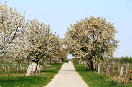 Blühende Allee-Baumpracht