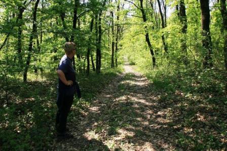Der Blick in den Wald auf schöne Wege