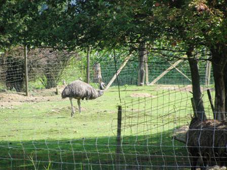 Straue im Tierpark Aumhle
