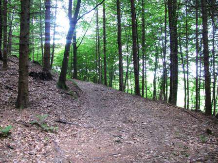 Durch ein schnes schattiges Waldstck