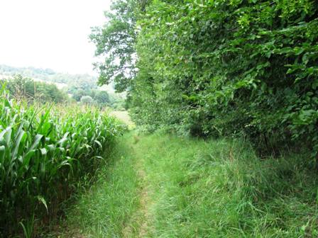 Der Weg durch die Maisfelder