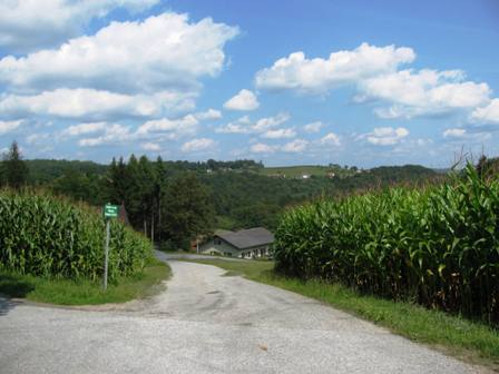 Maisfeldblick zurck ins Tal