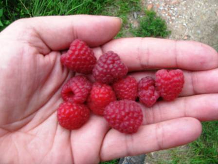 Se und saftige Himbeeren dienen als Vitaminspender