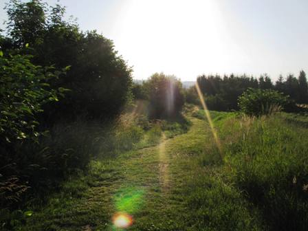 Schöner Wiesenweg am Beginn