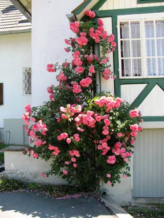 Herrlich blühender Rosenstrauch