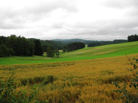 Blick über Kornfelder und Waldviertler Erhebungen