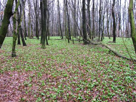 Brlauch zaubert ein Frhlingsgrn in die Wlder