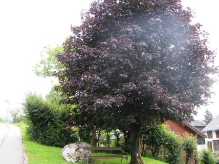 Wunderschner Blutahornbaum
