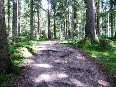 Schner Weg durch Kainischer Moor...