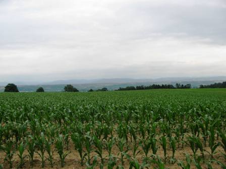 Blick übers Maisfeld - leider ist es bewölkt und die Berge sind heuer kaum zu erkennen