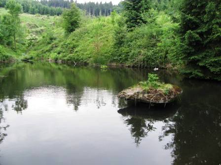 Ein kleiner Teich im Wald