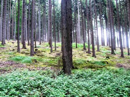 Wunderschöne und erholsame Wälder werden durchstreift