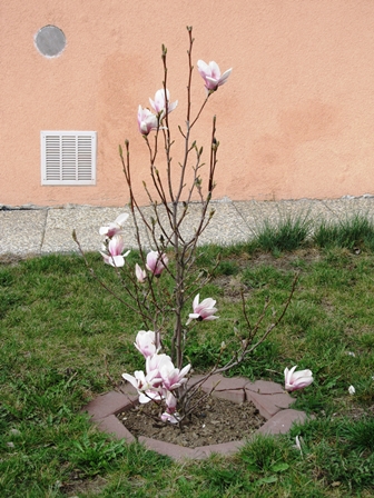 Die ersten Magnolienblüten