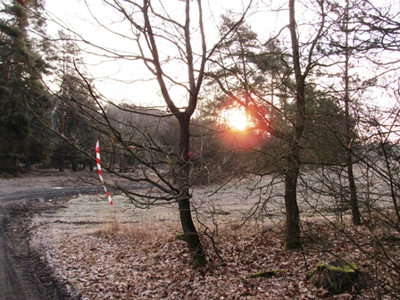 Die Morgensonne in tschechischen Wäldern