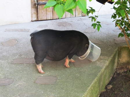 'Schweini' die hauseigene Hängebauchsau auf der Futtersuche