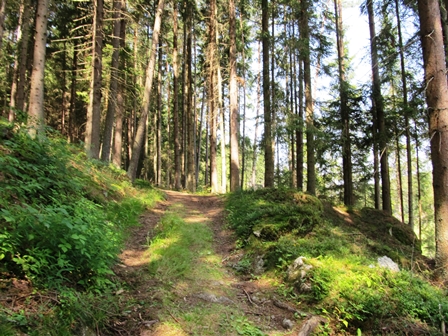 Schne Waldwege