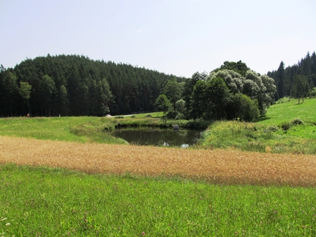 Blick zu einem kleinen Fischteich bei Siebenberg