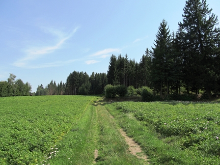 ber Feld- und Wiesenwege Richtung Albern
