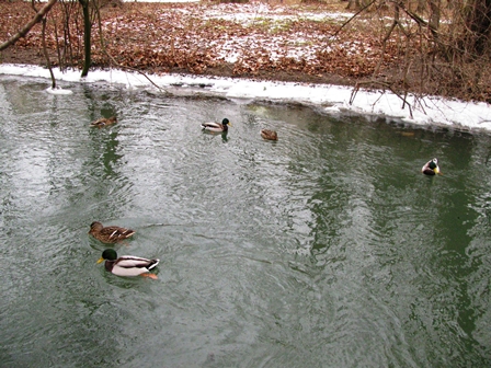 Das müssen Waldviertler Enten sein - die gehen nämlich auch bei -10°C noch schwimmen