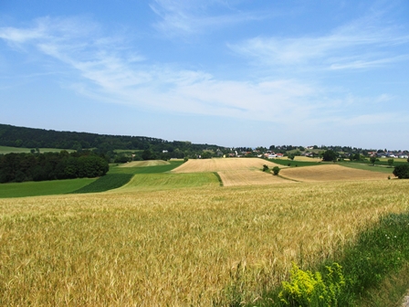 Blick über Kornfelder Richtung Hernstein