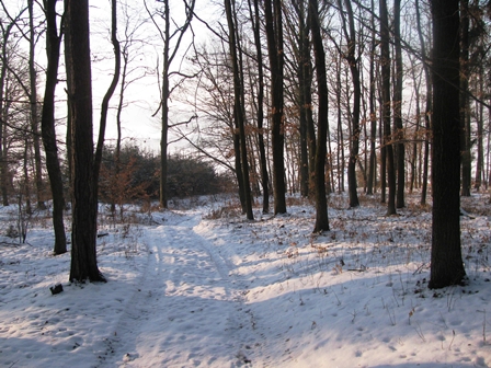 Schöne Winterimpression aus tschechischen Wäldern