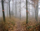 Nebel im Erholungwald Krnberg