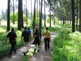 Durch den herrlichen sonnendurchfluteten Wald